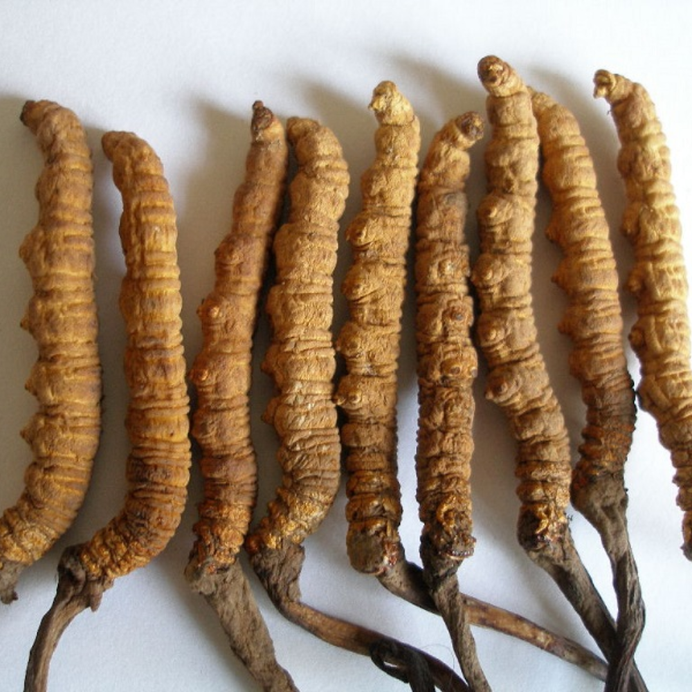 Thần Dược Của Thiên Nhiên Đông Trùng Hạ Thảo